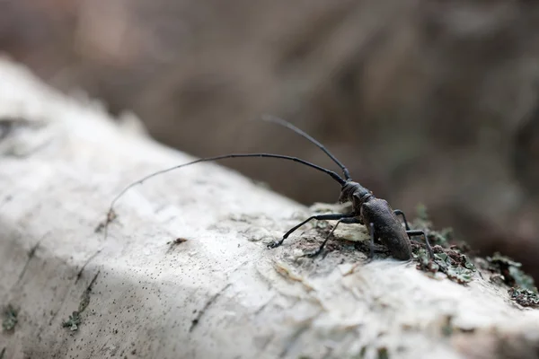 Beetle with big antennae — Stock Photo, Image