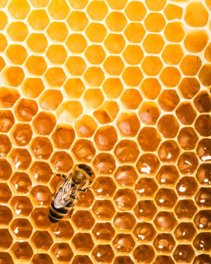 Fresh honey in comb clipart