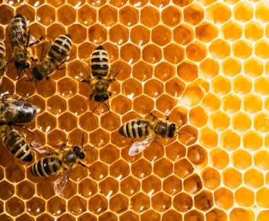 Top view of the working bees on honeycells. clipart