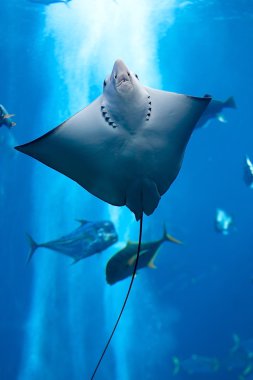 Manta ray floating underwater clipart