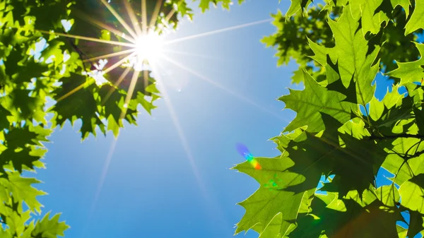 Zielone liście na niebie — Zdjęcie stockowe