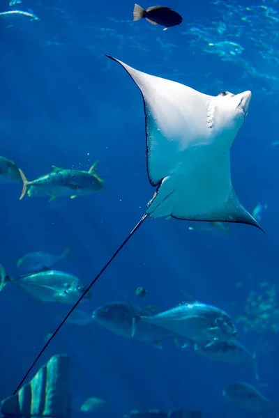 Manta ray víz alatti úszó — Stock Fotó