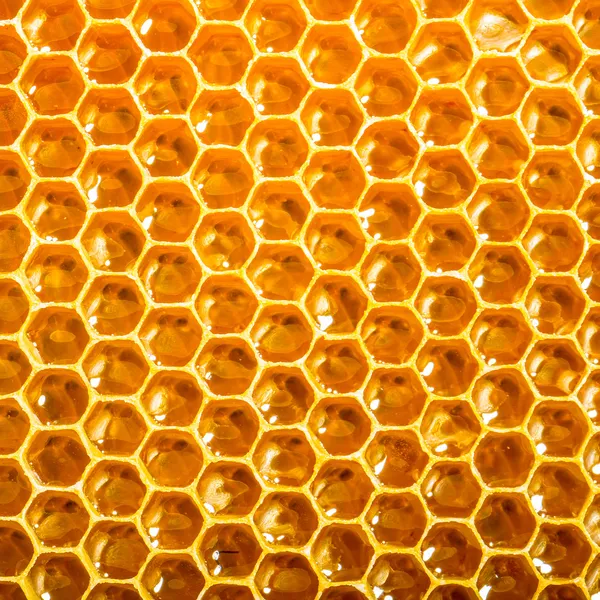 Miel fresca en panal — Foto de Stock