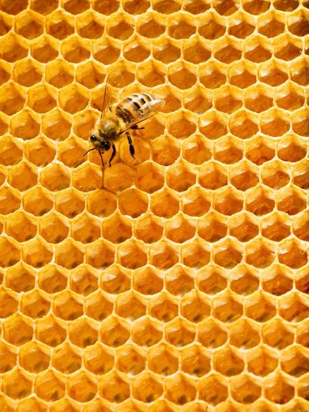 Vista superior de las abejas que trabajan en las celdas de miel . —  Fotos de Stock