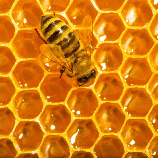 Vista de cerca de las abejas que trabajan en las celdas de miel . —  Fotos de Stock