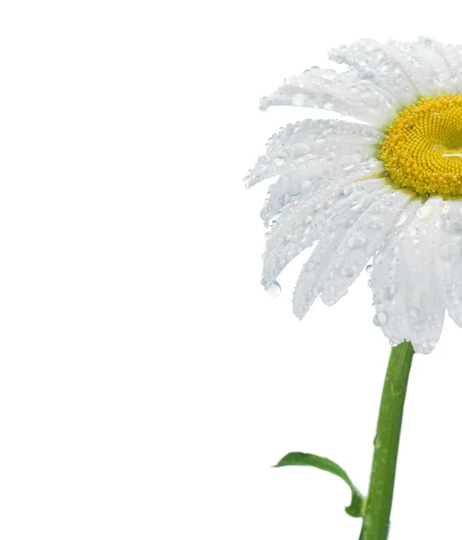 白地にデイジーの花 — ストック写真
