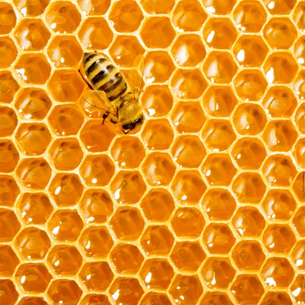 Zblízka pohled pracovní včel na honeycells. Stock Snímky
