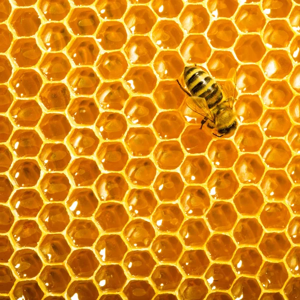 Vista de cerca de las abejas que trabajan en las celdas de miel . Fotos de stock libres de derechos