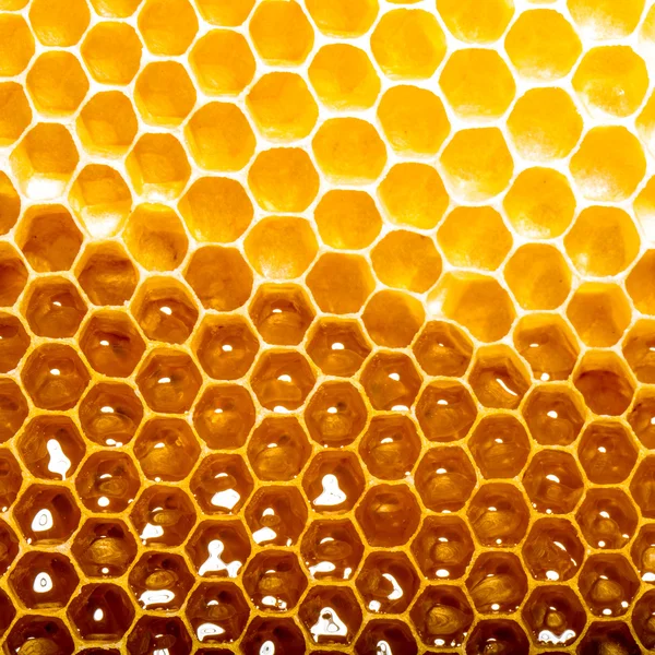 Miel fresca en panal Imagen de stock