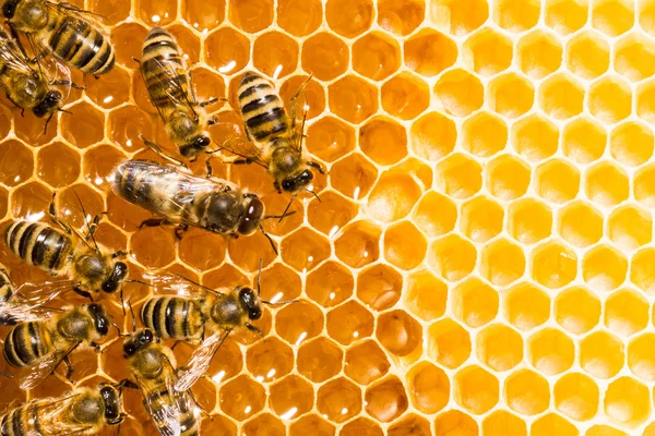 近距离工作蜜蜂在 honeycells 上的视图. 图库照片