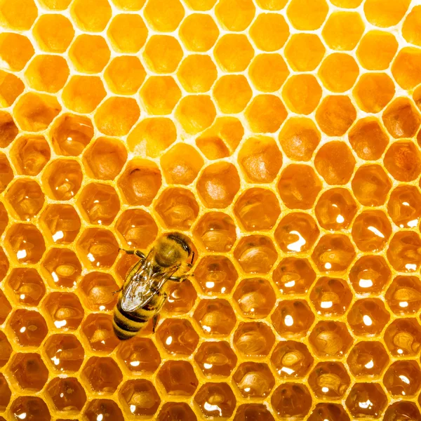 工作蜜蜂在 honeycells 上的顶视图. 图库图片