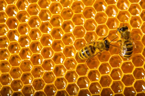 Vista de cerca de las abejas que trabajan en las celdas de miel . Imágenes de stock libres de derechos