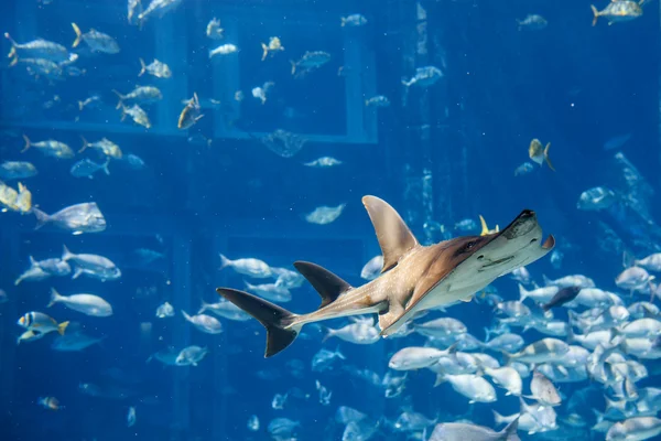 Большая серая акула — стоковое фото