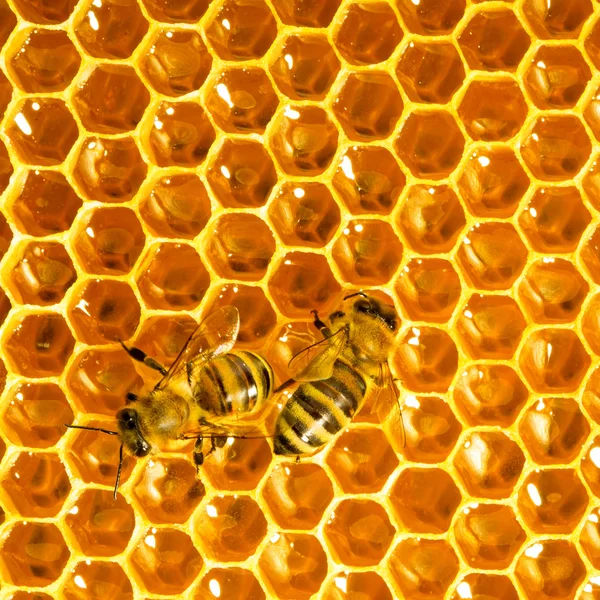 Vue rapprochée des abeilles qui travaillent sur les cellules mielleuses . — Photo