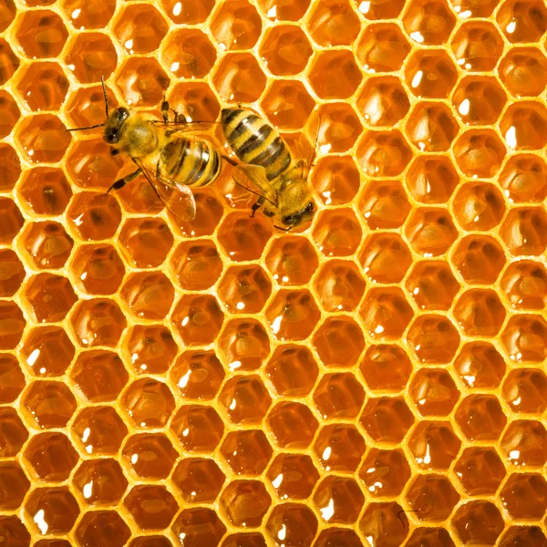 Honeycells üzerinde çalışan arı görünümü kadar yakın. Telifsiz Stok Fotoğraflar