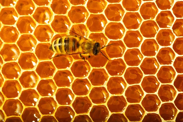 Una abeja trabaja en panal — Foto de Stock
