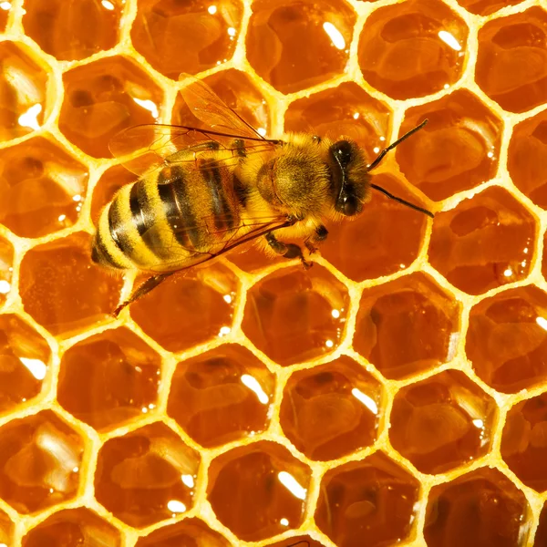 Une abeille travaille sur nid d'abeille — Photo