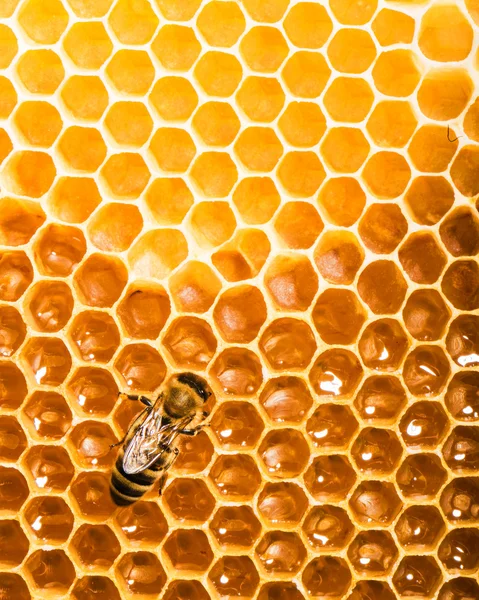 Honeycells üzerinde çalışan arı Üstten Görünüm. — Stok fotoğraf