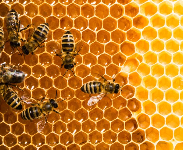 工作蜜蜂在 honeycells 上的顶视图. — 图库照片
