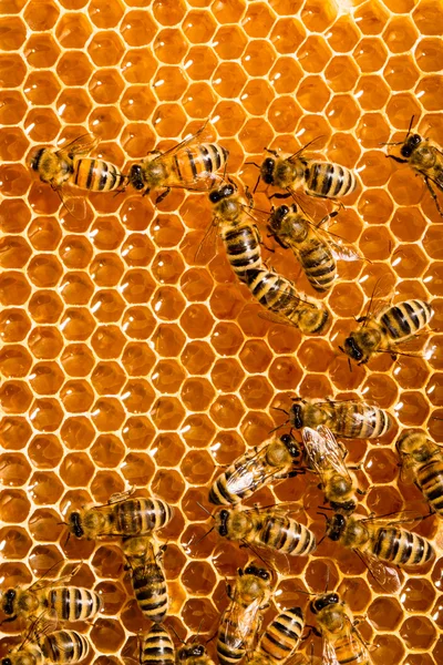 近距离工作蜜蜂在 honeycells 上的视图. — 图库照片
