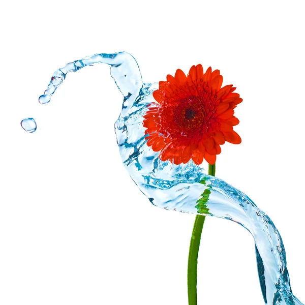 Red flower with water splash isolated on white — Stock Photo, Image