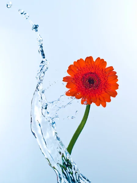 물 얼룩에 붉은 꽃을 볼을 닫습니다 — 스톡 사진
