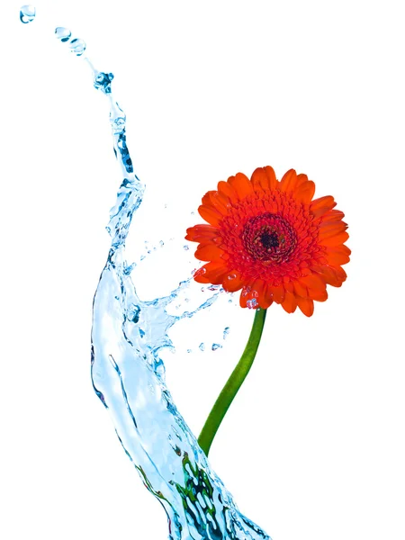 Red flower with water splash isolated on white — Stock Photo, Image