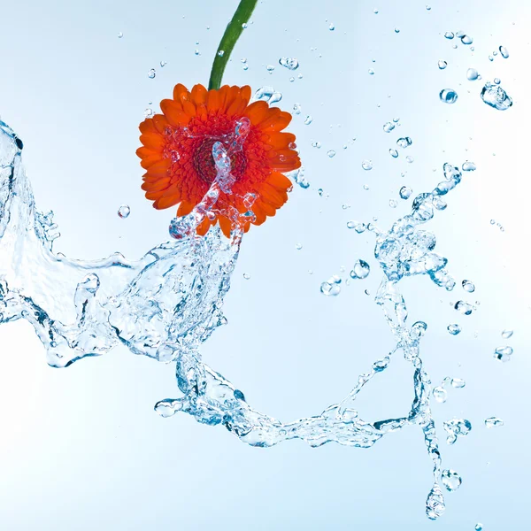Close-up van rode bloem in water splash — Stockfoto