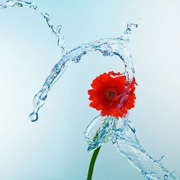 Close up view of red flower in water splash — Stock Photo, Image
