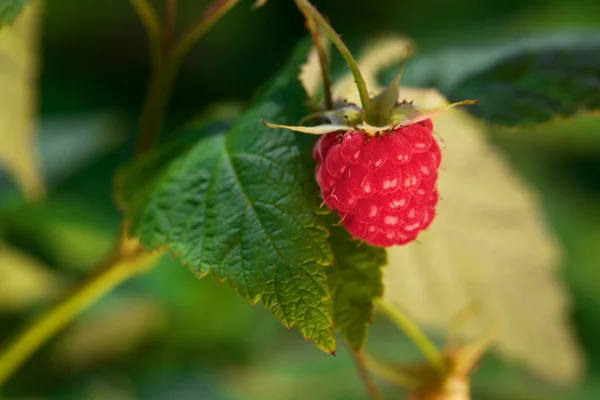 Raspberry plantage — Stockfoto