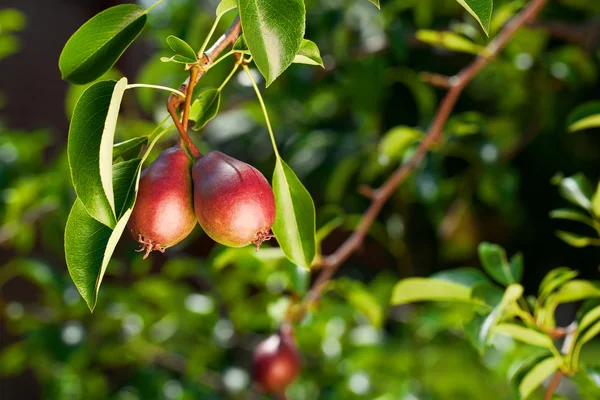 Gröna päron med blad på grenen — Stockfoto
