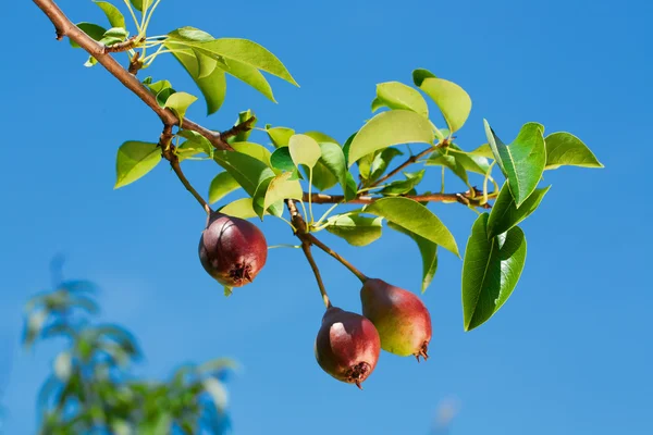 Gröna päron med blad på grenen — Stockfoto