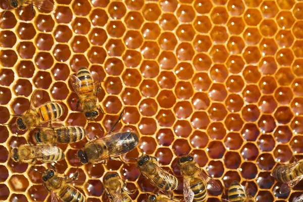 Bijen werken aan honingraten — Stockfoto