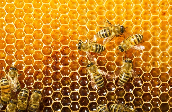 Пчелы работают на сотах — стоковое фото