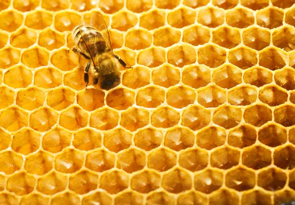 Trabalho de abelhas em favo de mel — Fotografia de Stock