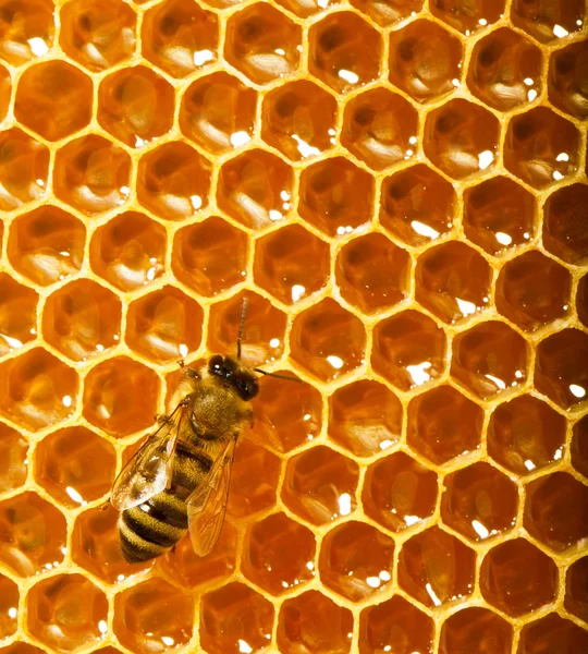 Une abeille travaille sur nid d'abeille — Photo