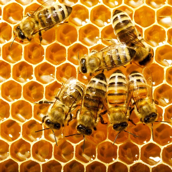 Bienen arbeiten an Waben — Stockfoto