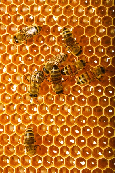 Les abeilles travaillent sur les rayons de miel — Photo