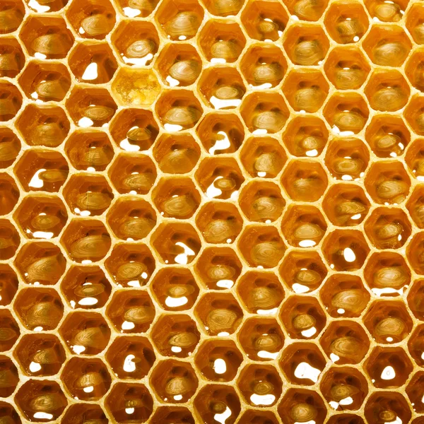 Friss mézet fésű — Stock Fotó