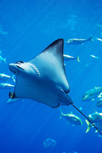 Manta ray drijvende onderwater onder andere vissen — Stockfoto
