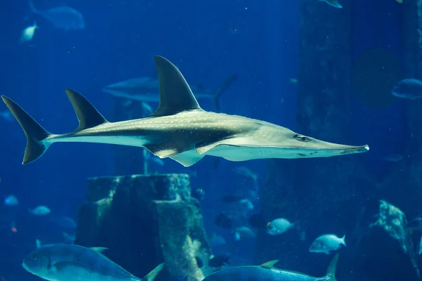 A large grey shark — Stock Photo, Image