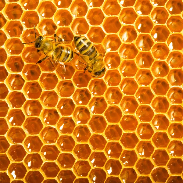 Včely práce na plástve Stock Snímky