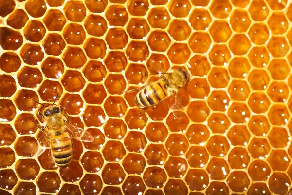 Arılar bal petekleri üzerinde çalışır. Stok Resim