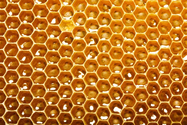 Fresh honey in comb Royalty Free Stock Images