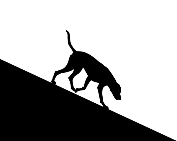 Собака бежит вниз — стоковое фото