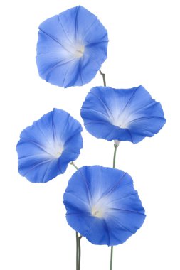 Morning glory clipart