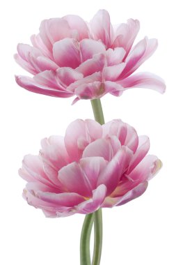 Tulip flowers clipart