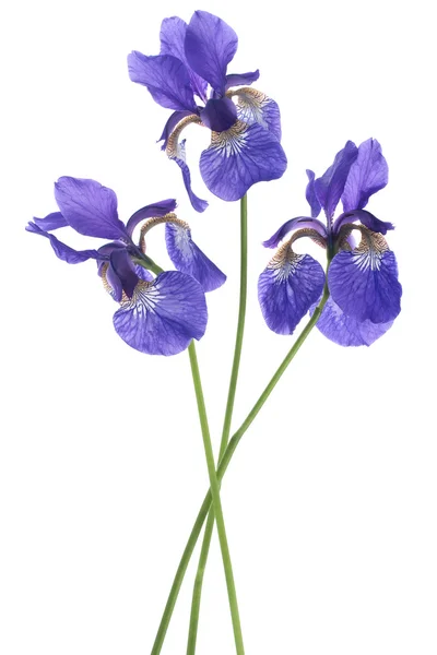 Irys kwiaty — Zdjęcie stockowe