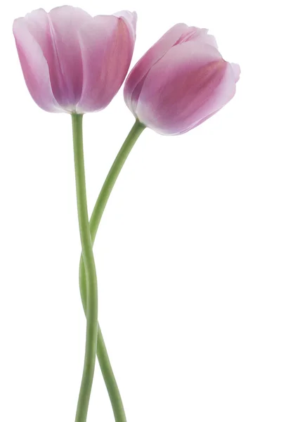 チューリップの花 — ストック写真