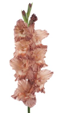 Gladiolus clipart